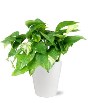 Peaceful Pothos Planter at From You Flowers