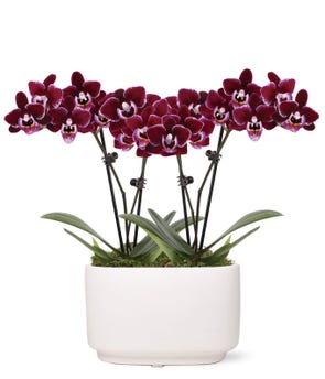 Perfect Plum Mini Orchids at From You Flowers