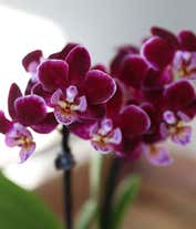 Alternative image 1 for Perfect Plum Mini Orchids