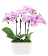 Fantasy Pink Orchids