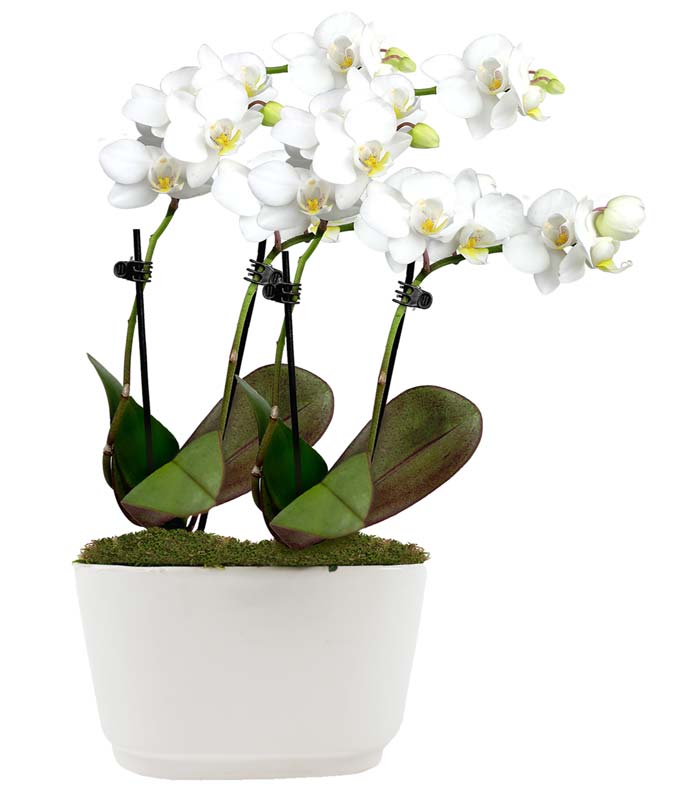 Glorious Mini Orchid Planter at From You Flowers