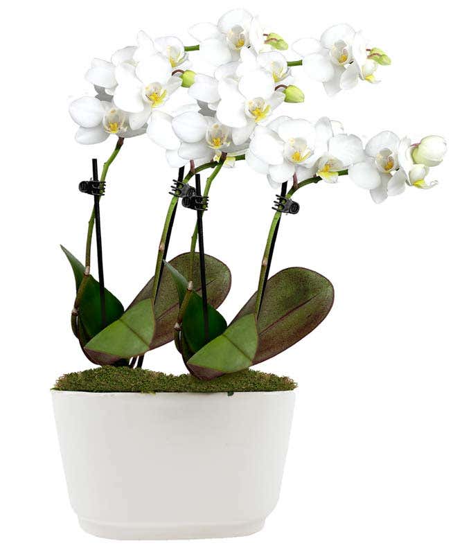 Glorious Mini Orchid Planter