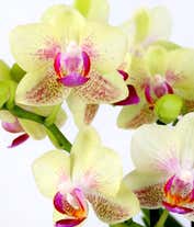 Alternative image 1 for Strawberry Lemonade Mini Orchid Plant