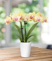 Alternative image 2 for Strawberry Lemonade Mini Orchid Plant