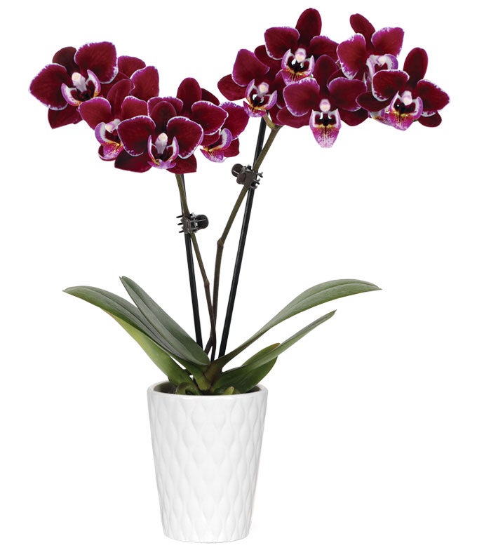 Violet Beauty Mini Orchid Plant at From You Flowers