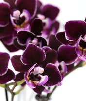 Alternative image 1 for Violet Beauty Mini Orchid Plant