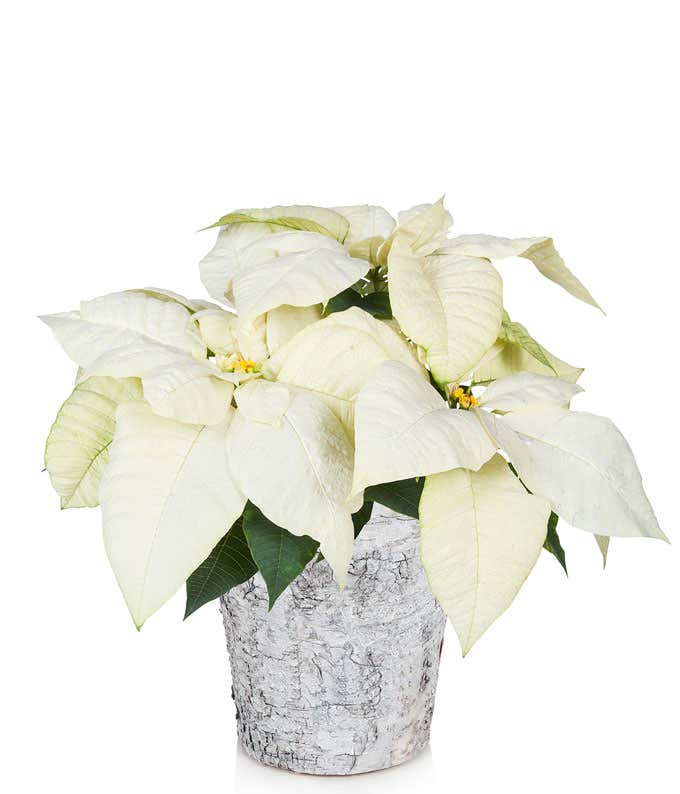 White poinsettia plant in a rustic white pot.