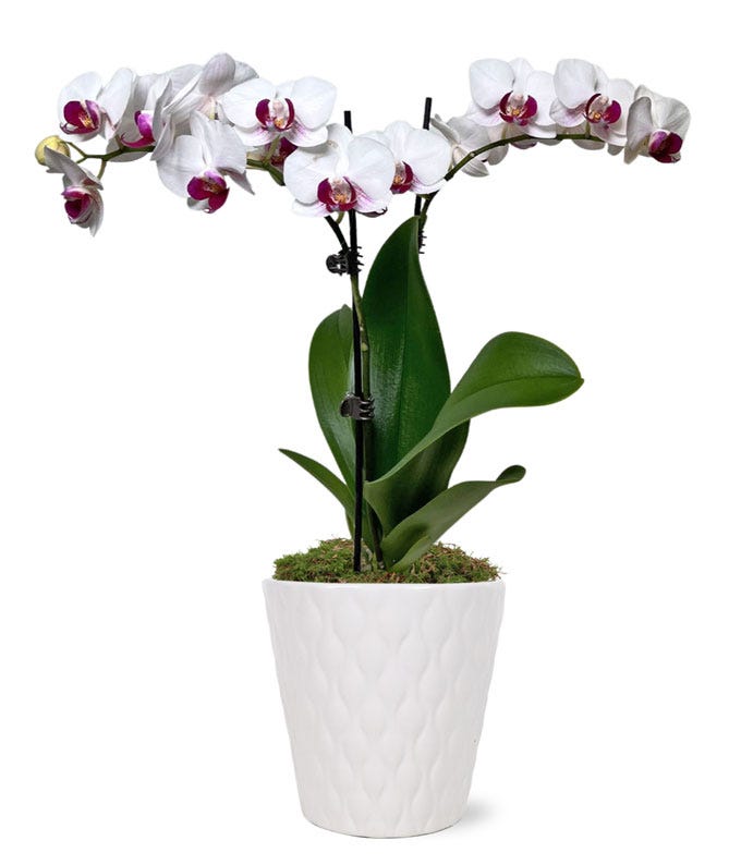 Purple & White Delight Orchid Plant at From You Flowers