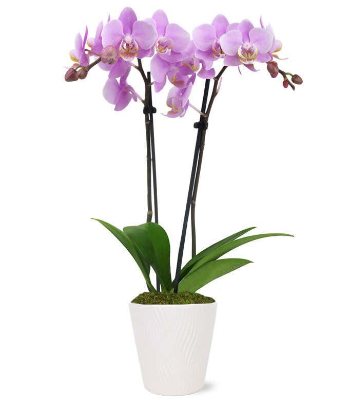 Pink Epiphany Orchid Plant