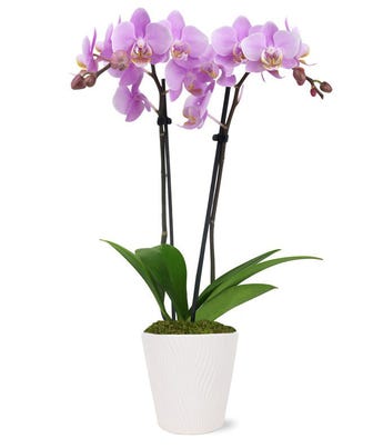 Pink Epiphany Orchid Plant at From You Flowers