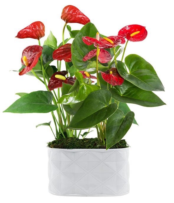 Crimson Anthurium Duo at From You Flowers