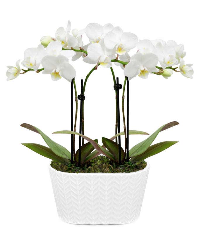 Purely Pristine White Orchid Duo