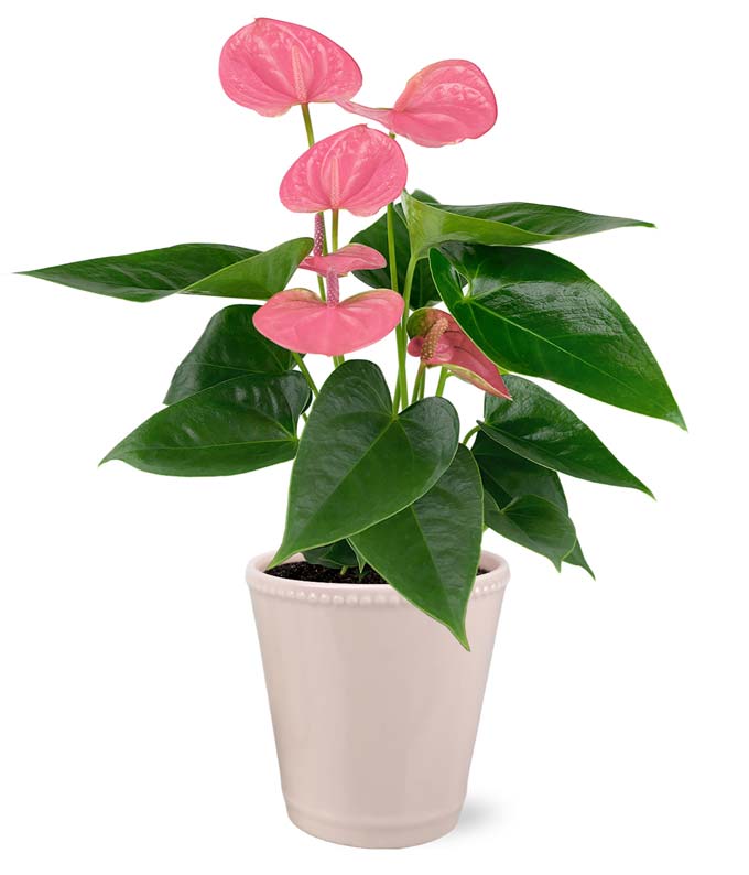 essens Bare overfyldt ekspertise Pink and Posh Anthurium at From You Flowers