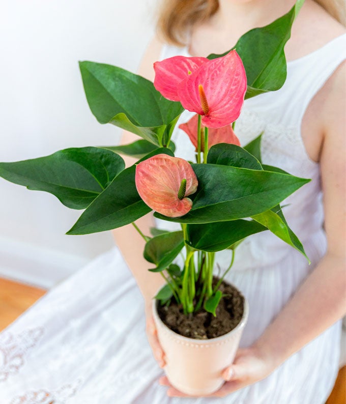 Pink and Posh Anthurium at From You Flowers