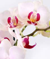Alternative image 1 for A white orchid with a pink center stands in a white ceramic container. The orchid has multiple blooms along a slender green stem, which is supported by a small stake. The glossy white pot contrasts with the delicate flowers.