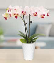 Alternative image 2 for A white orchid with a pink center stands in a white ceramic container. The orchid has multiple blooms along a slender green stem, which is supported by a small stake. The glossy white pot contrasts with the delicate flowers.