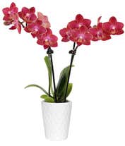 A red orchid with vibrant blooms is placed in a white ceramic container. The slender green stem, supported by a small stake, showcases several striking red flowers. The white pot provides a stark contrast to the rich red petals. 
