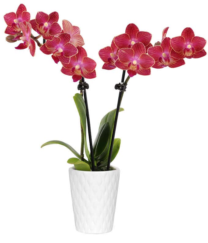 A red orchid with vibrant blooms is placed in a white ceramic container. The slender green stem, supported by a small stake, showcases several striking red flowers. The white pot provides a stark contrast to the rich red petals. 