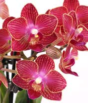 Alternative image 1 for A red orchid with vibrant blooms is placed in a white ceramic container. The slender green stem, supported by a small stake, showcases several striking red flowers. The white pot provides a stark contrast to the rich red petals. 