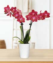 Alternative image 2 for A red orchid with vibrant blooms is placed in a white ceramic container. The slender green stem, supported by a small stake, showcases several striking red flowers. The white pot provides a stark contrast to the rich red petals. 