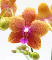 Alternative image 1 for A white textured pot holds two tall stems of orange orchids with pink centers, supported by black stakes. The pot is simple and elegant, complementing the lush green leaves at the base. 