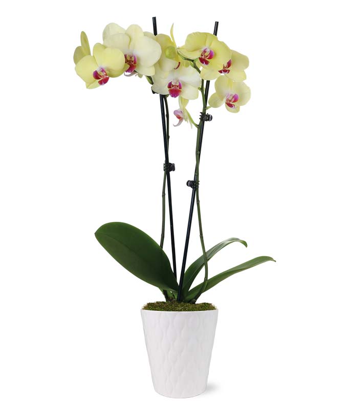 Sunny Yellow Orchid Plant at From You Flowers