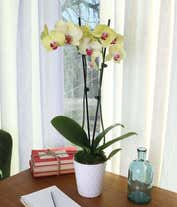 Alternative image 1 for A white textured pot contains two tall stems of yellow orchids with pink centers, secured by black stakes. The pot's simplicity highlights the vivid flowers and lush green leaves at the base. 