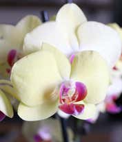Alternative image 2 for A white textured pot contains two tall stems of yellow orchids with pink centers, secured by black stakes. The pot's simplicity highlights the vivid flowers and lush green leaves at the base. 