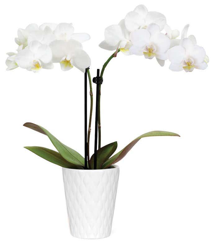 A white orchid with several blooms sits in a white ceramic container. The slender green stem is supported by a small stake, and the container is simple and glossy, highlighting the orchid's pure white petals.