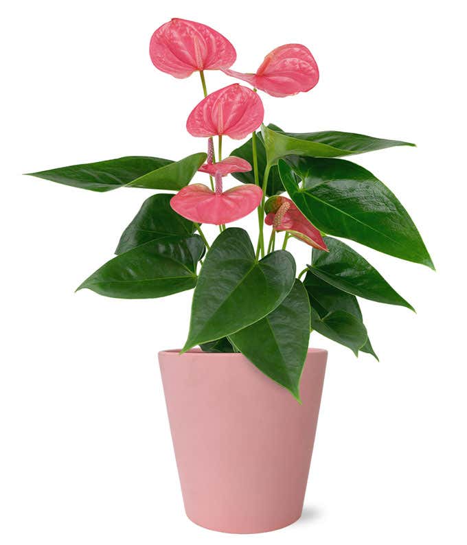 Perfectly Pink Potted Anthurium