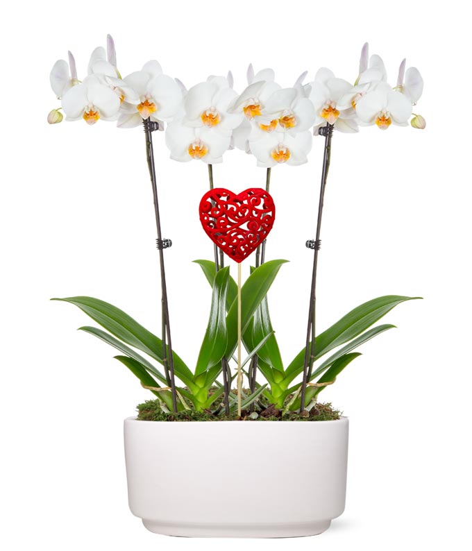 Forever Love Orchid Garden at From You Flowers