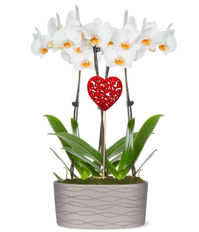 Forever Love Orchid Garden