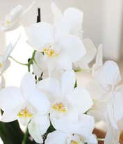 Alternative image 1 for Forever Love Orchid Garden