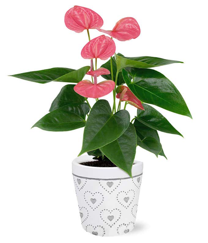 My Heart is Yours Potted Pink Anthurium