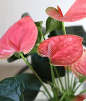 Alternative image 1 for My Heart is Yours Potted Pink Anthurium