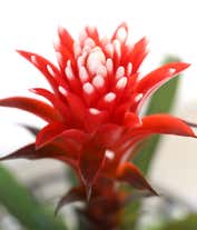 Alternative image 2 for Ruby Red Bromeliad Plant