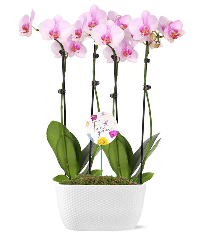 Three Cheers for Mom Potted Orchid Duo