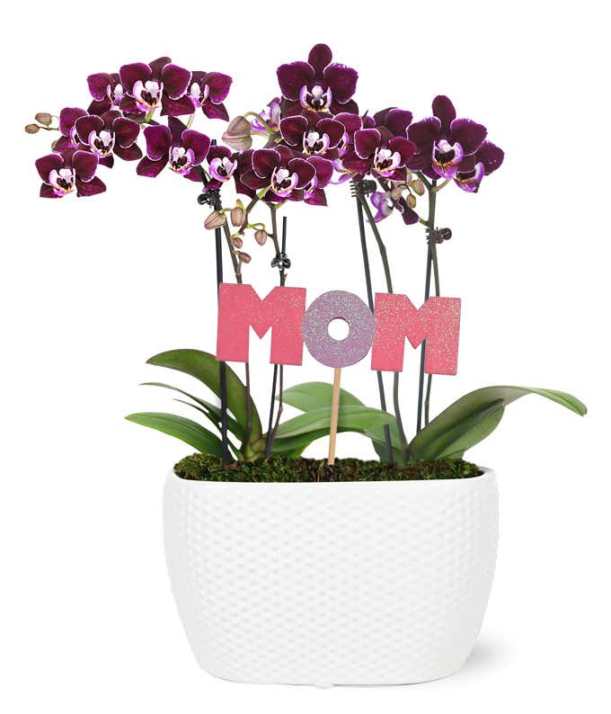 Perfectly Plum Mother's Day Orchid Duo