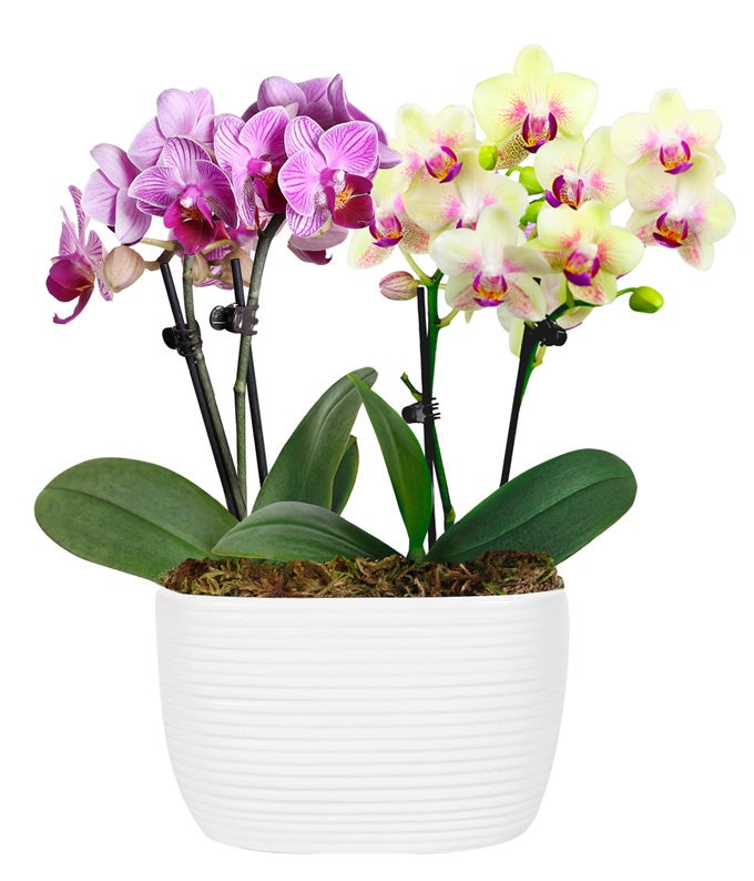 Strawberry Lemonade Mini Orchid Duo at From You Flowers