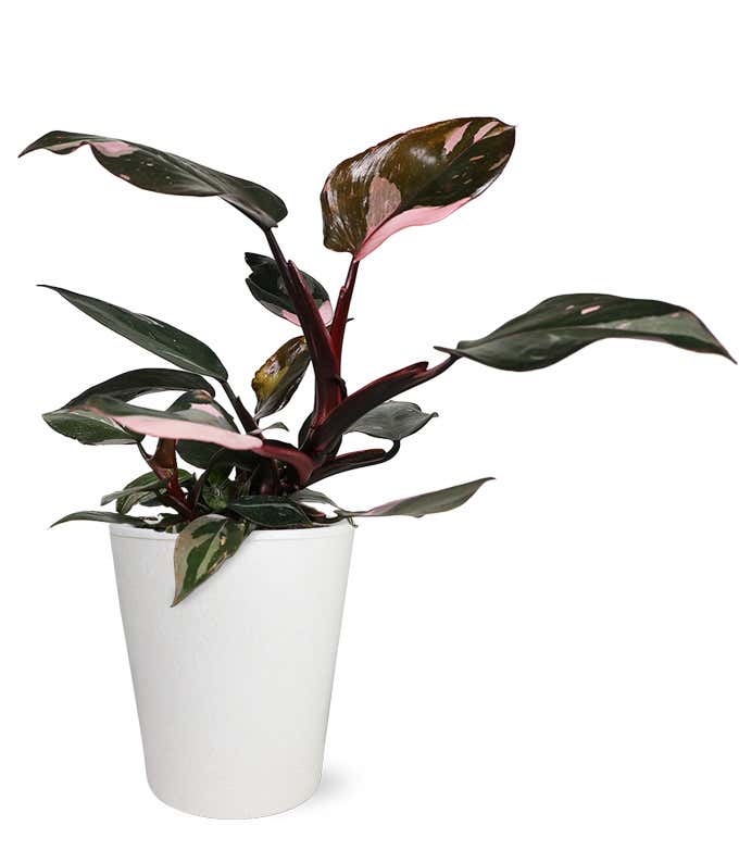 Pink Princess Potted Philodendron Plant
