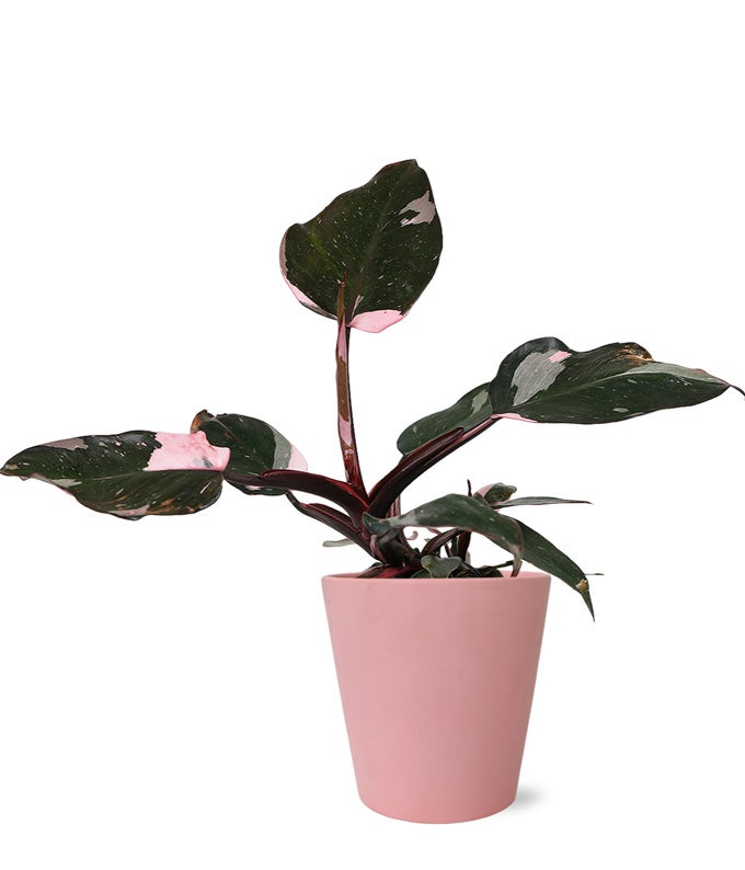 Pretty Pink Princess Philodendron at From You Flowers