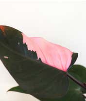 Alternative image 1 for Pretty Pink Princess Philodendron