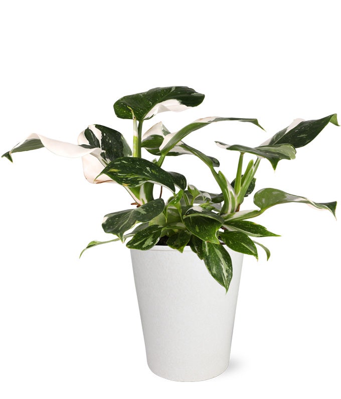 White Wizard Potted Philodendron Plant at From You Flowers