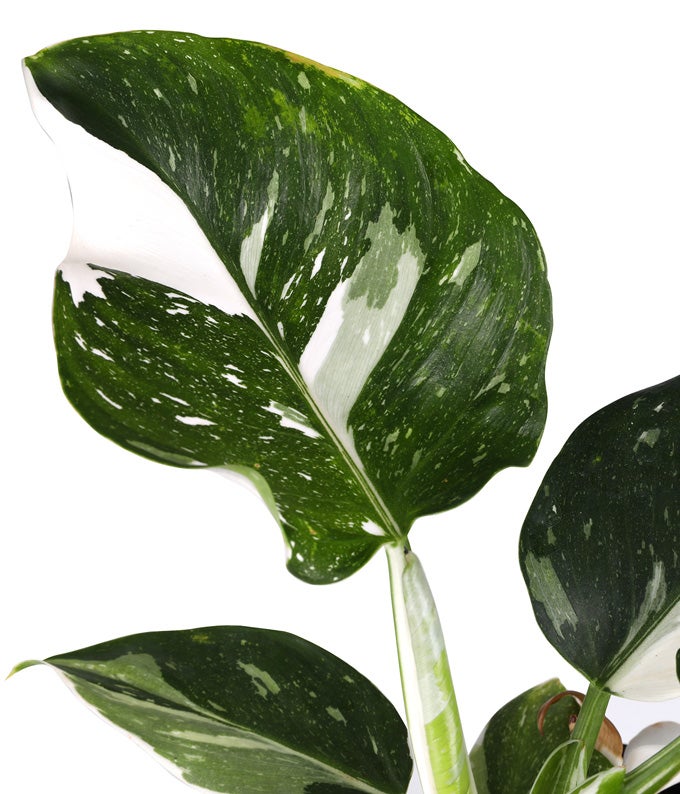 White Wizard Potted Philodendron Plant at From You Flowers