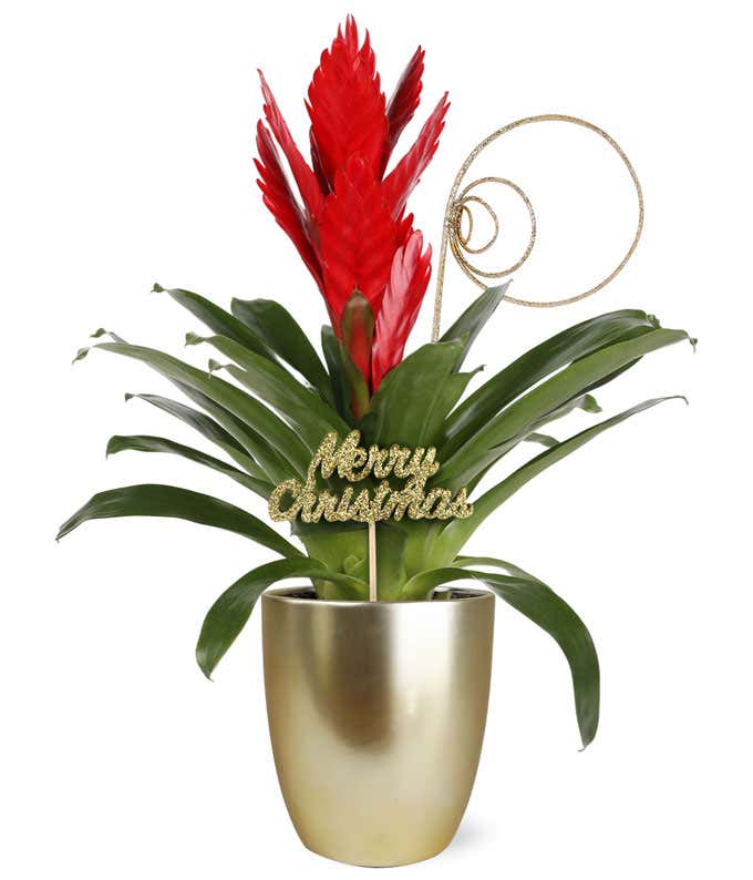 Merry Christmas Red Bromeliad