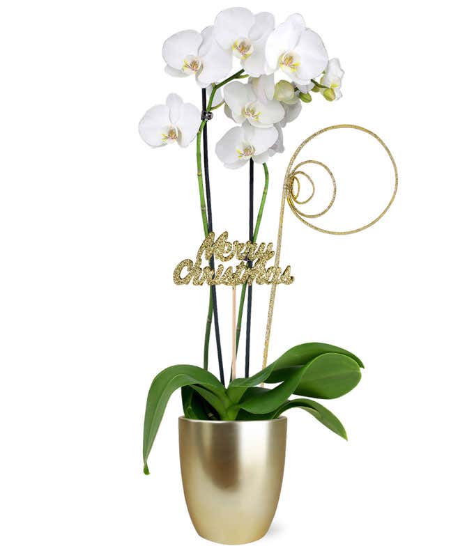 Merry Christmas White Orchid