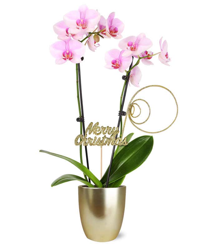Merry Christmas Pink Orchid