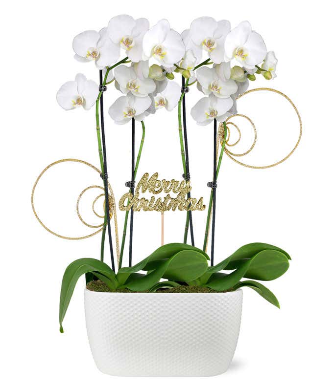 Merry Christmas White Orchid Duo