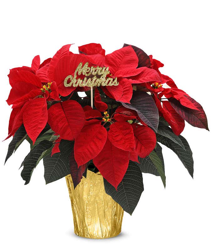 Premium Merry Christmas Poinsettia