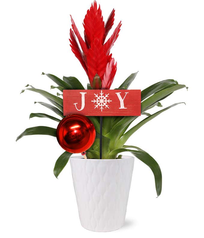 Red Bromeliad Holiday Joy
